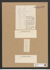 Rhaphoneis lusitanica Rabh. (de-Toni-Nr.: Genus 78, Species 2824) Zeichnungen Sammlung Grunow Nr. 5786 (NHMW-BOT-W0374187)